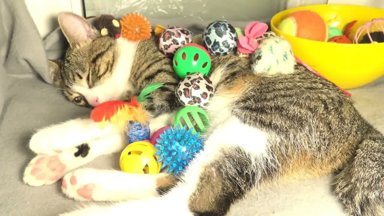 The Most Patient Cat in the World