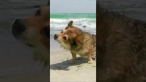 Doggy Beach Day #shorts #short