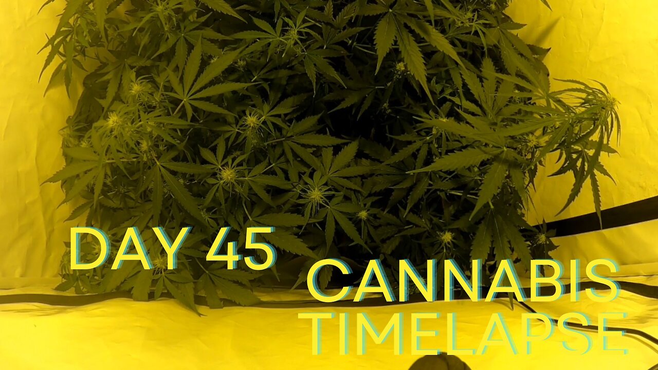 Day 45 Cannabis grow timelapse start flowering indoor hemp weed Autoflowering X Treme