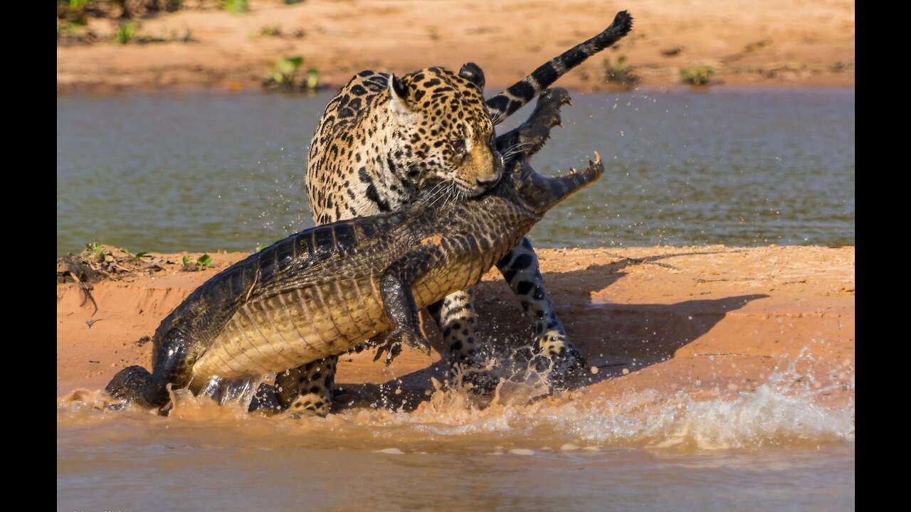 Jaguar vs alligator Brazil wild