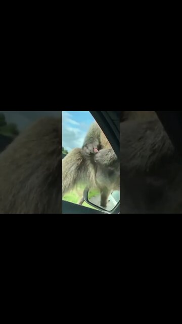 Funny Monkeys enjoying themselves #monkey #funnymonkey #shorts