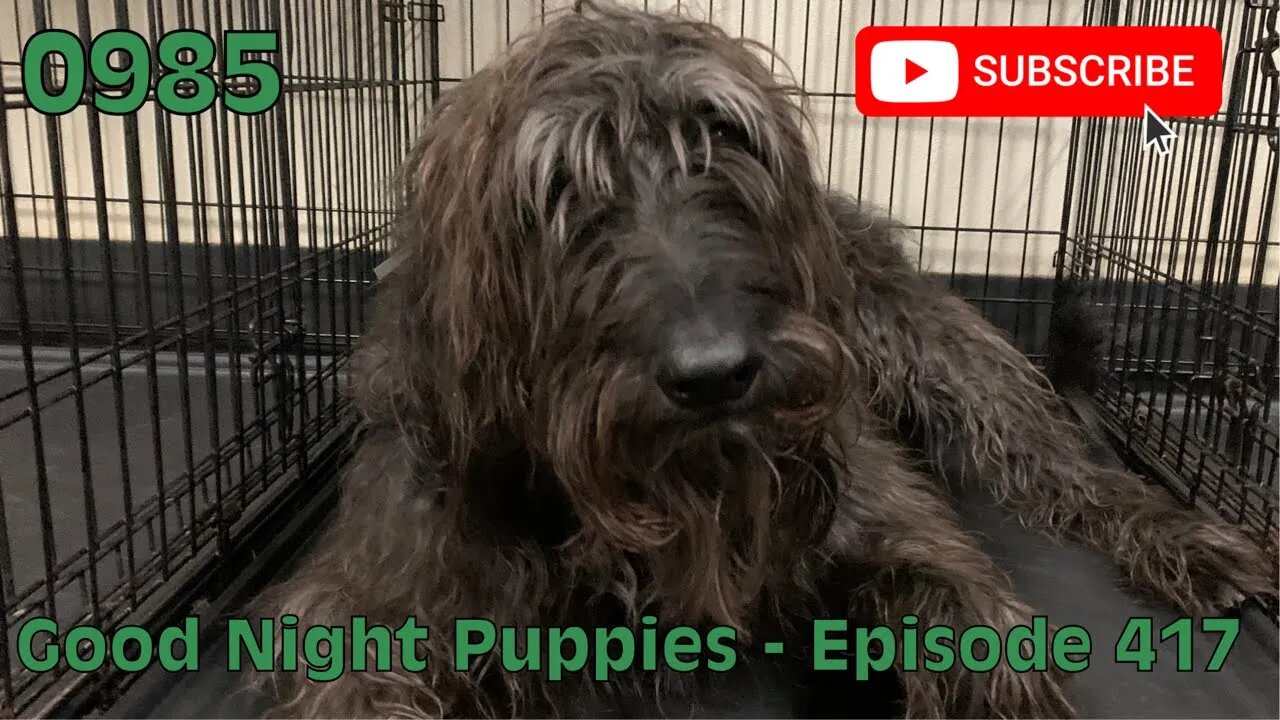 ['0985] GOOD NIGHT PUPPIES - EPISODE 417 [#dogs #doggos #doggos #puppies #dogdaycare]