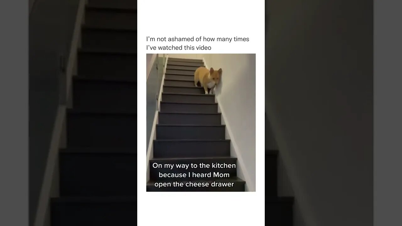 He is hiting every tap-beat😂🐶😂 #shorts #shortsvideo #dog