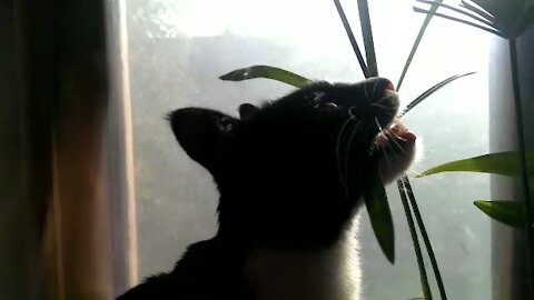 the cat eats a home plant