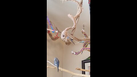 Budgies Spreading Joy