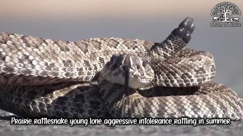 Prairie rattlesnake young lone aggressive intolerance rattling in summer