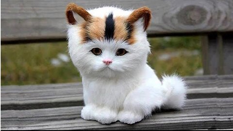 Lovely Super Cute Kittens In The World 2022 - Cute VN