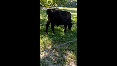 Happy healthy cows