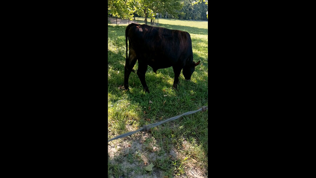 Happy healthy cows