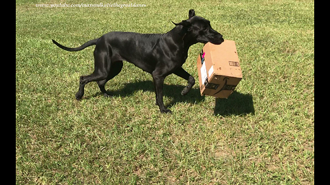 Funny Great Dane Loves to Play with Amazon Packages