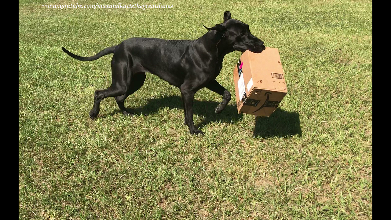 Funny Great Dane Loves to Play with Amazon Packages
