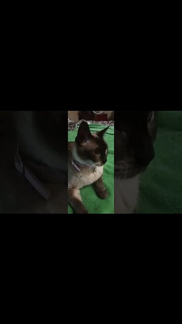 MY CAT HATES TOM SANDOVAL #SCANDOVAL #HOTTAKE #VANDERPUMPRULES