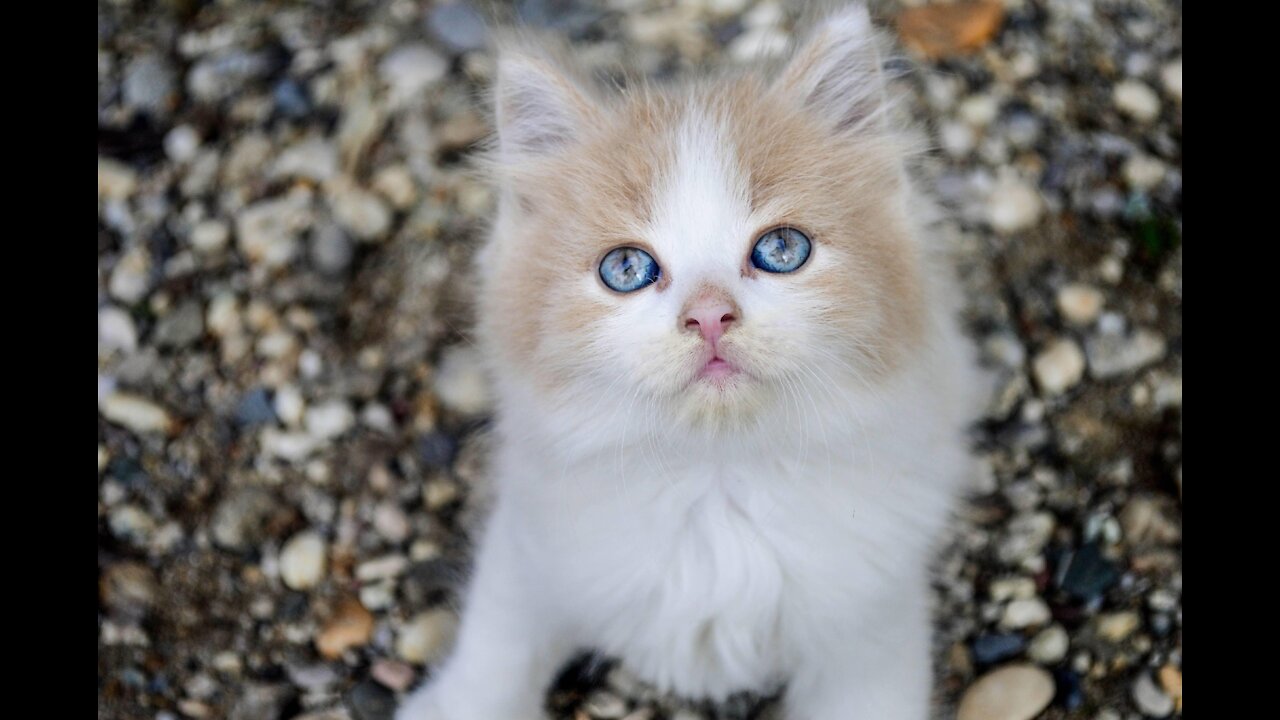 Cats : Basic and imprtant Cat Training Tips