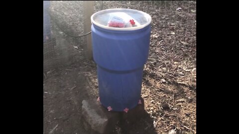 Larger chicken waterer