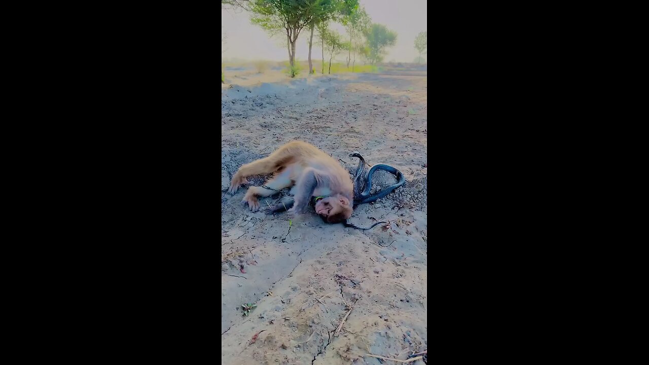friends cobra and monkey