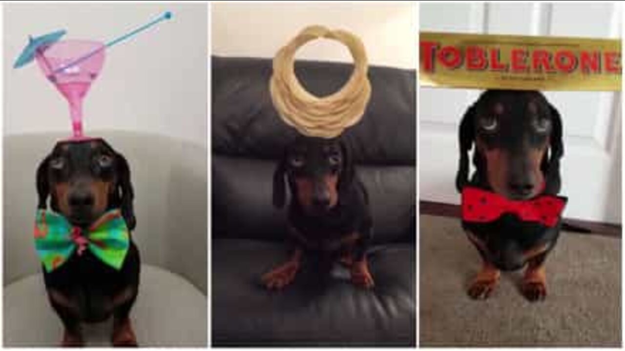 才能のある犬はバランスの達人