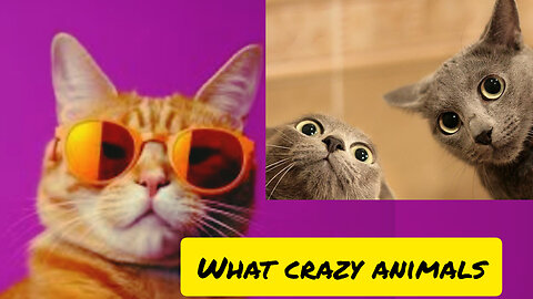 How crazy these animals are. Very funny clips of animals