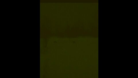 2 Coyotes Crossing Front Yard At Night In Snow Storm