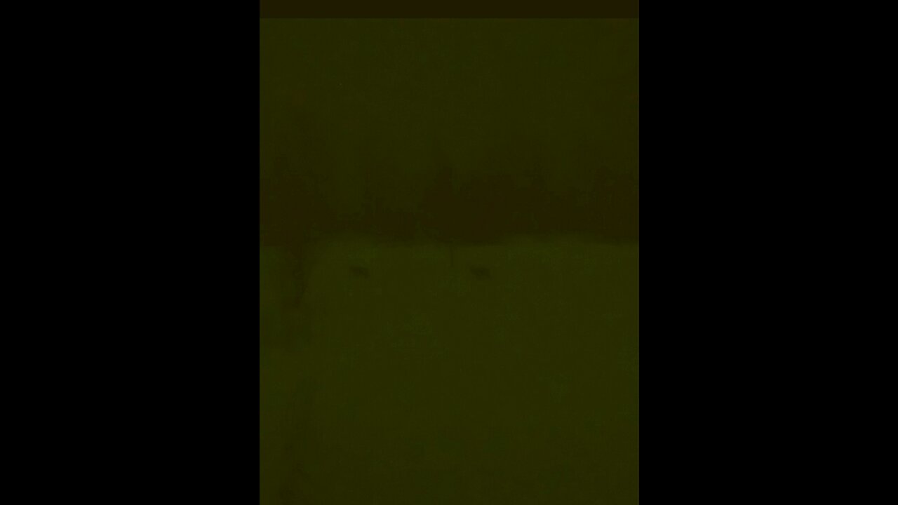 2 Coyotes Crossing Front Yard At Night In Snow Storm