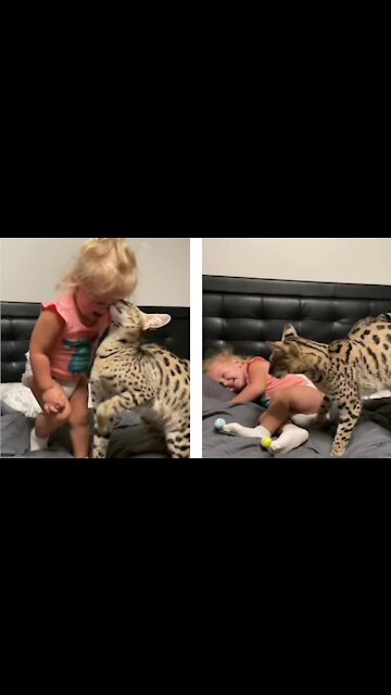 Toddler and Savanah cat adorably headbutt each other