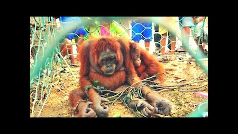 How People Welcomed This Poor Orangutan Mother Will Bring Tears To Your Eyes