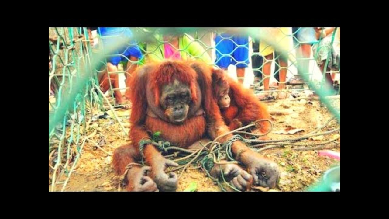 How People Welcomed This Poor Orangutan Mother Will Bring Tears To Your Eyes