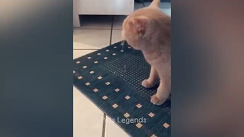 See you cute toddler cat funs with the owner. Cutest ever