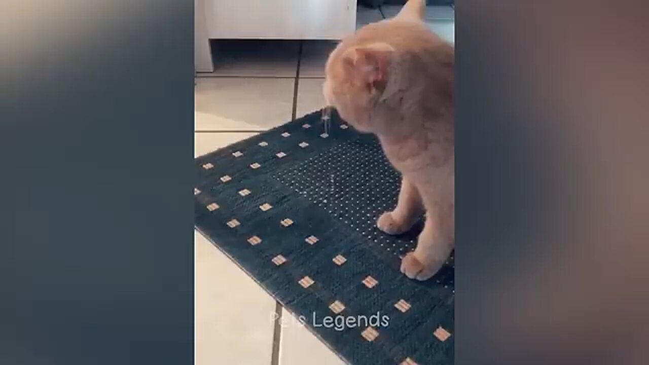 See you cute toddler cat funs with the owner. Cutest ever
