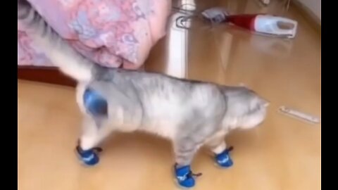❤️Cat Walkks FUNNY with it's SMALL BLUE SHOES❤️