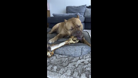 MASSIVE Pit Bull = MASSIVE “dinosaur bone” 🦁🦴🦖