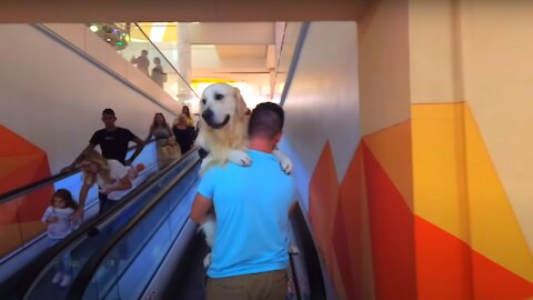 The Reaction of People to the Fact That I Carry My Dog in the Mall