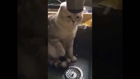 Cats are hilarious #shorts