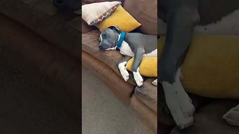 cuteness overload #einsteinsbackyard #pitbulls #pitties #dog #shorts #short #bluenosepitbull #cute