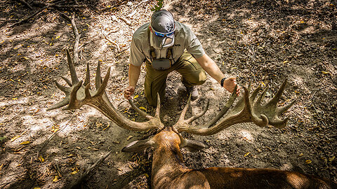 Giant Red Stag in Hungary | Mark V. Peterson Hunting