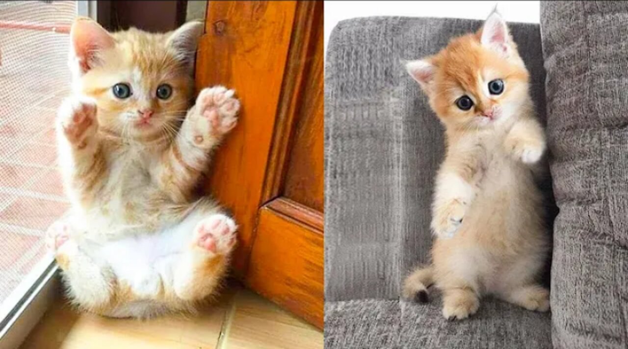 Cute and Funny Cat Video Compilation 202