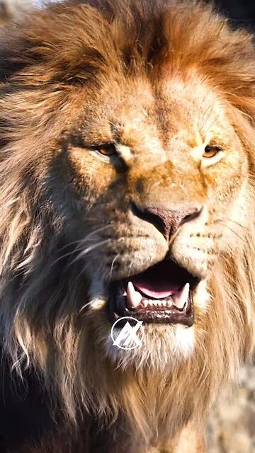 Never quit, you got this 👑