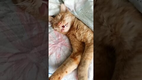 #shorts Смешные Коты Из Тик Тока 83 Funny Cats From Tiktok