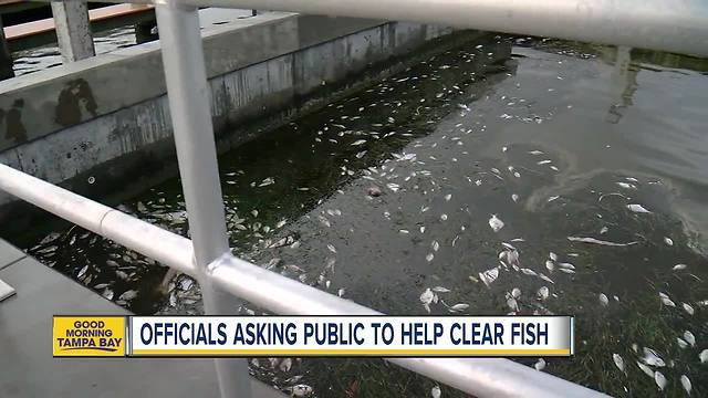 Officials asking public to help clear dead fish from red tide