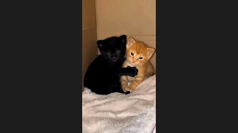 cute animals compilation
