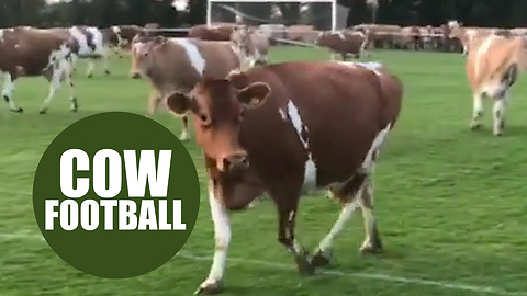 A football match had to be abandoned when the pitch was invaded - by COWS