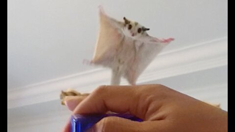 SUGAR GLIDERS Flying- Funny & Cute Competition 🐿️🐿️🐿️