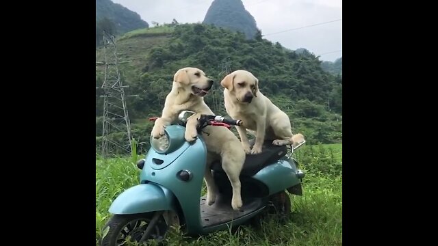 Funniest & Cutest Labrador Puppies #2 - Funny Puppy Videos 2020