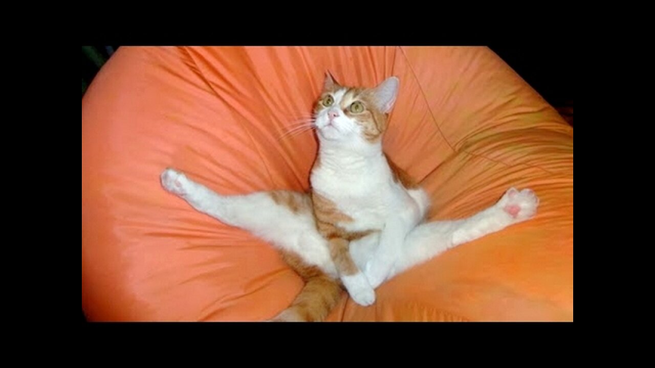 Adorable Cat Meets Hilarious Dog! Cutest and Funniest Pet Duo Ever!
