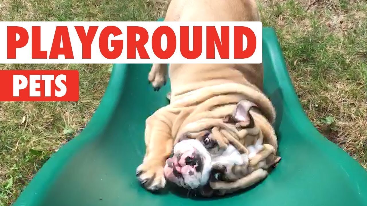 🐶WATCH: Playground Pets | Funny Pet Video Compilation 2024