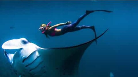 L'incroyable expérience d'une nage au milieu de raies manta