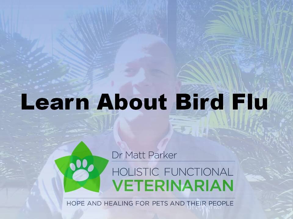 Learn About Bird Flu