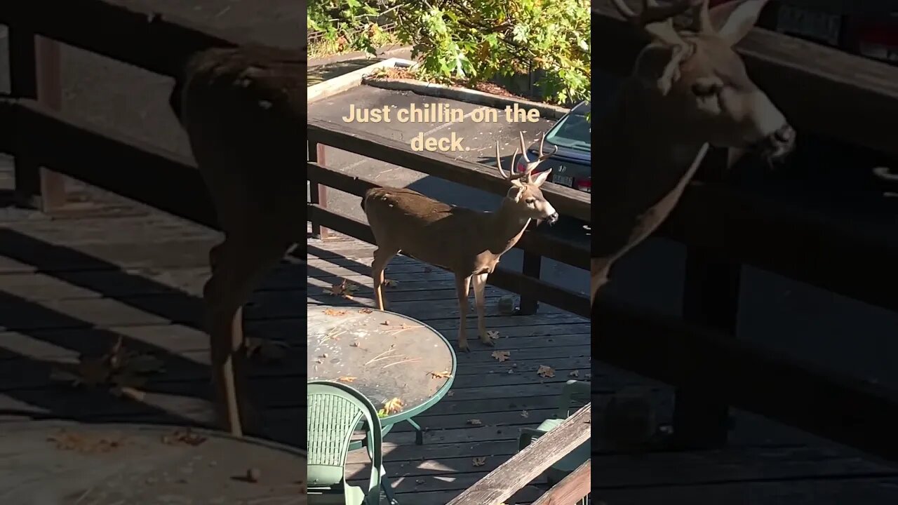 Um… What is this deer doing?! #wildlife #nature #autumn #shorts #nativeamericanflute