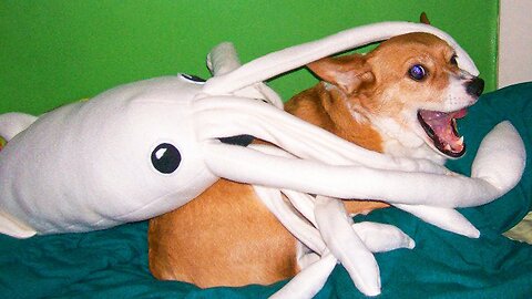 HILARIOUS Animal Videos That Will Make Your Day 🤣 Part 158