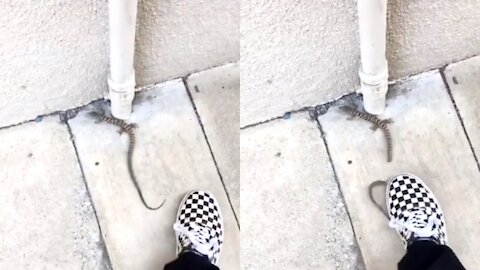 lizard detach her tail my itself || man freaks out