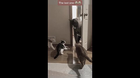 funny cat video 🐈😁
